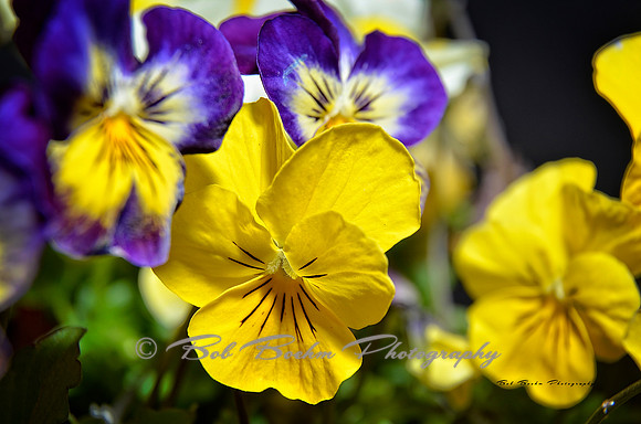 Yellow Viola