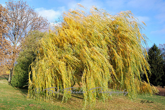 Willow in the Wind