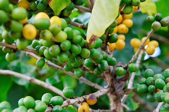 Coffee Beans