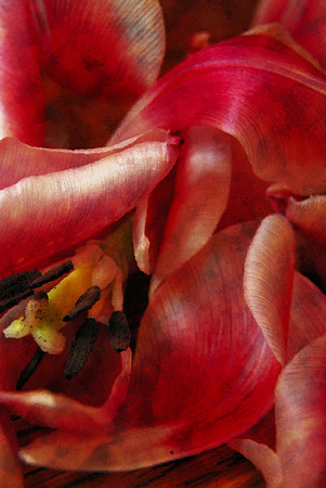 032711 Petals and Pieces With a Touch of Monet