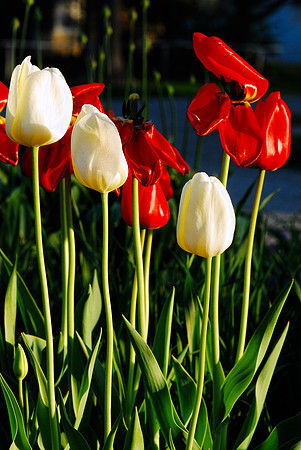 051511 Red and White