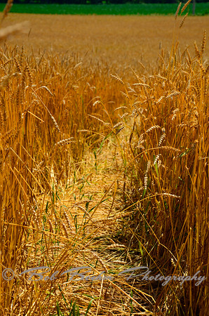 Study of Wheat 5