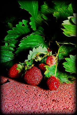 062211 Garden Fresh Strawberries