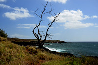 Barren Tree