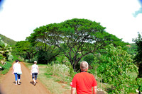 Monkey Pod Tree