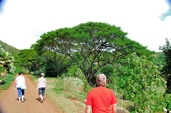 Monkey Pod Tree