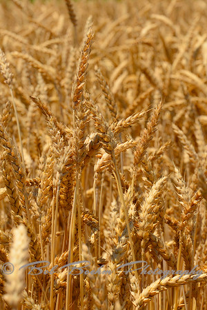 Study of Wheat