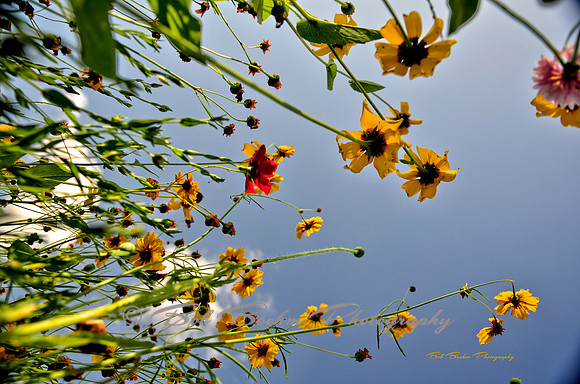 Looking Up