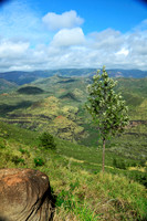 Lone Tree