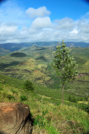 Lone Tree