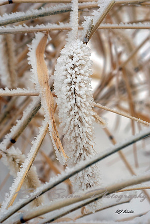 Frosted Flakes