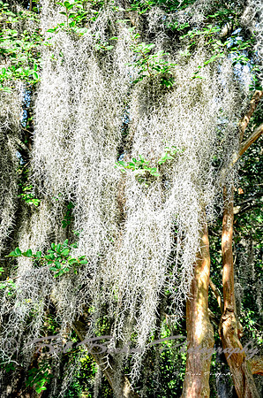 Spanish Moss